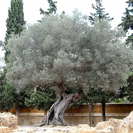 Nettuno Oda ve Kahvaltı